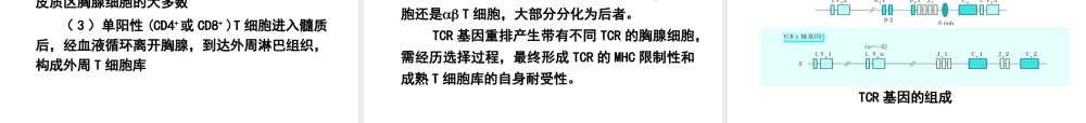 第三章 免疫器官与组织.ppt
