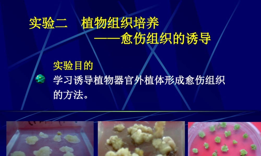 实验二胡萝卜愈伤组织培养(1).ppt