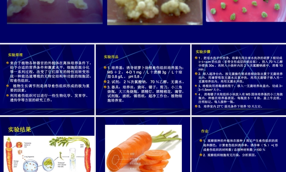 实验二胡萝卜愈伤组织培养(1).ppt