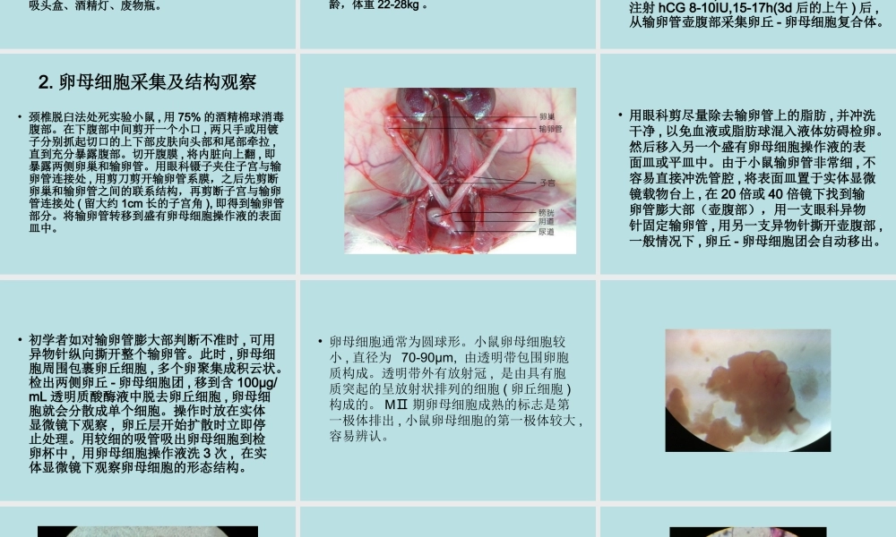 实验七卵母细胞采集与观察(1).ppt
