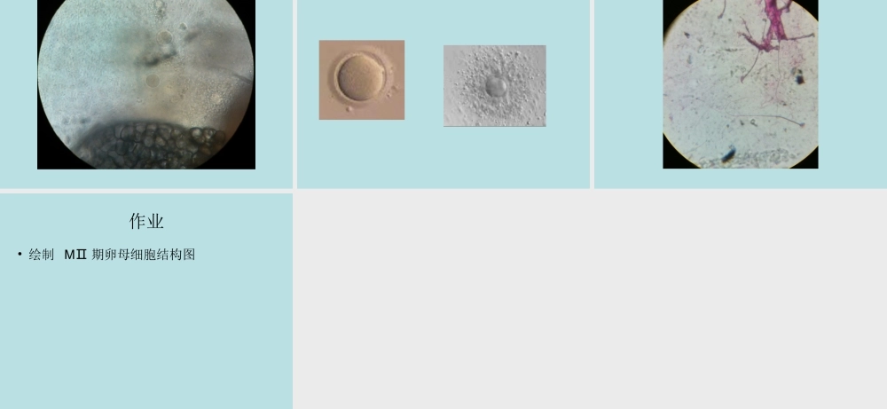 实验七卵母细胞采集与观察(1).ppt