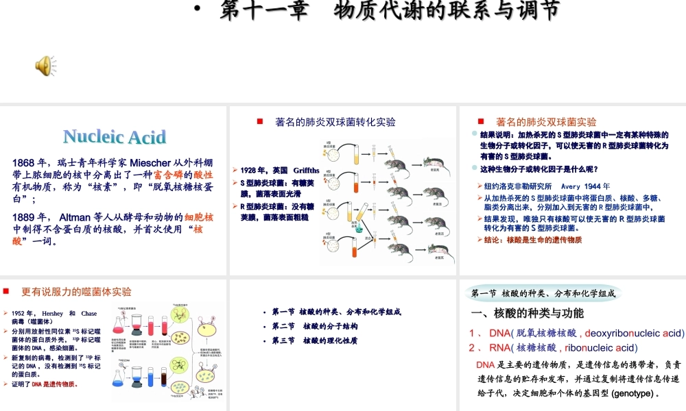 c9by82核酸.ppt