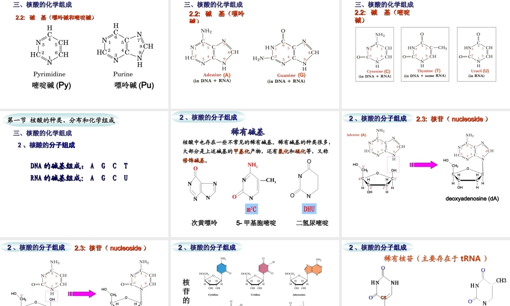 c9by82核酸.ppt