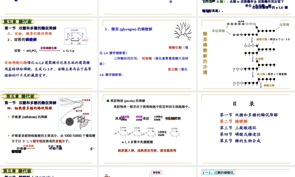 5糖代谢n5d2z.ppt