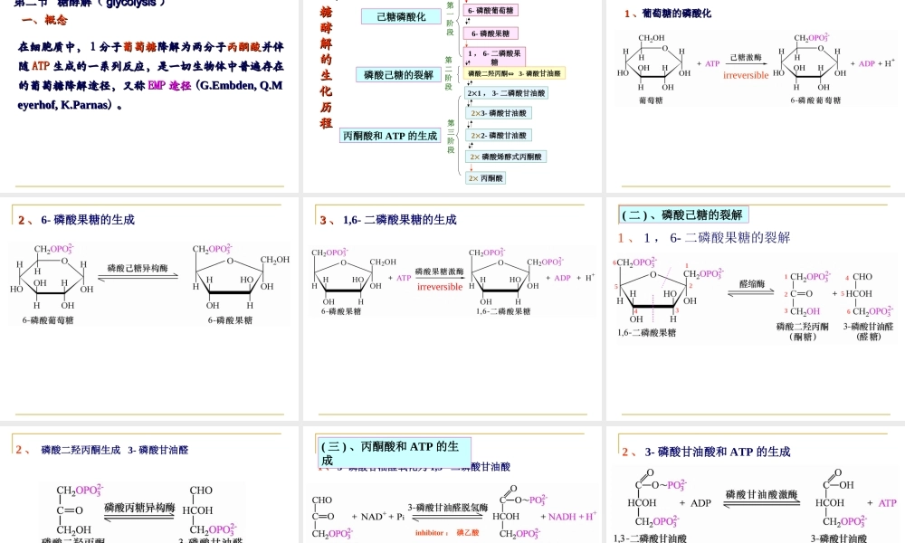 5糖代谢n5d2z.ppt