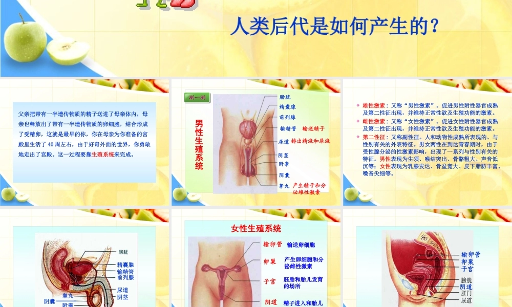 第二节__人的生殖.ppt