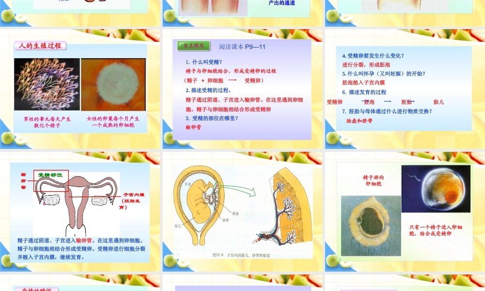 第二节__人的生殖.ppt