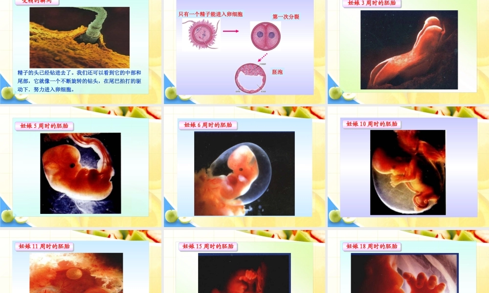 第二节__人的生殖.ppt