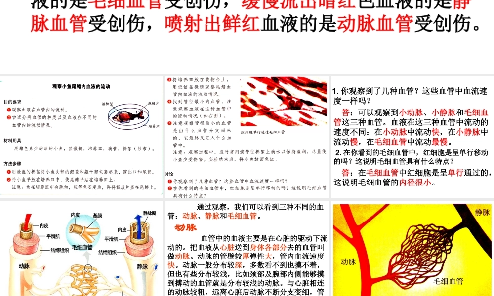 第二节__血流的管道---血管(2012版).ppt