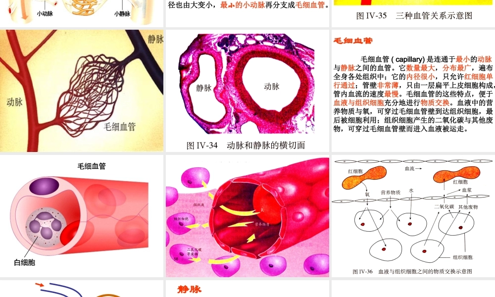 第二节__血流的管道---血管(2012版).ppt