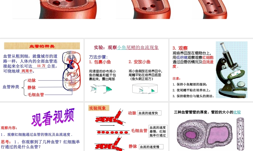 第二节_血流的管道—血管(新人教版).ppt