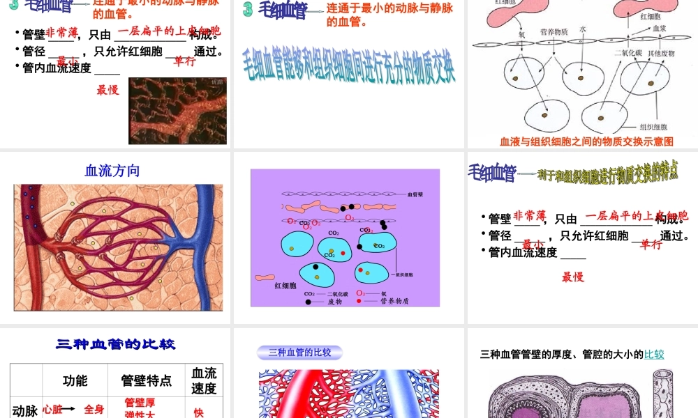 第二节_血流的管道—血管(新人教版).ppt
