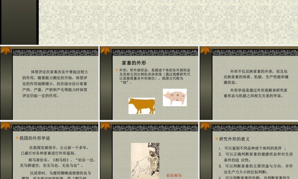 第二章 家畜外形体质与生产力.ppt