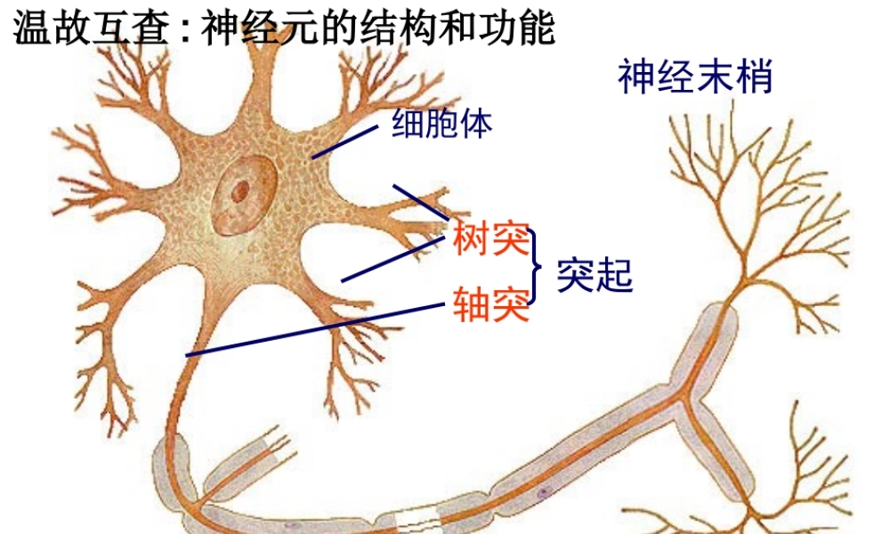 第六章_人体生命活动的调节_第三节_神经调节的基本方式1.ppt
