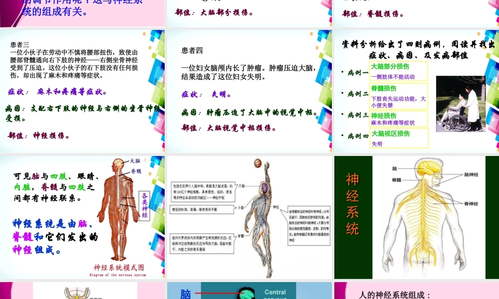 第六章第2节_神经系统的组成.ppt