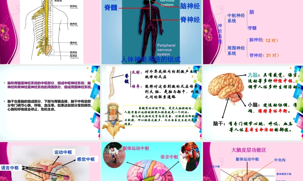 第六章第2节_神经系统的组成.ppt