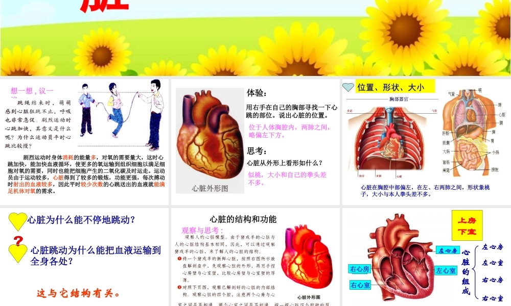第三节__输送血液的泵心脏-.ppt