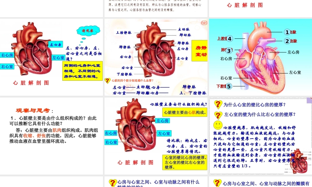 第三节__输送血液的泵心脏-.ppt