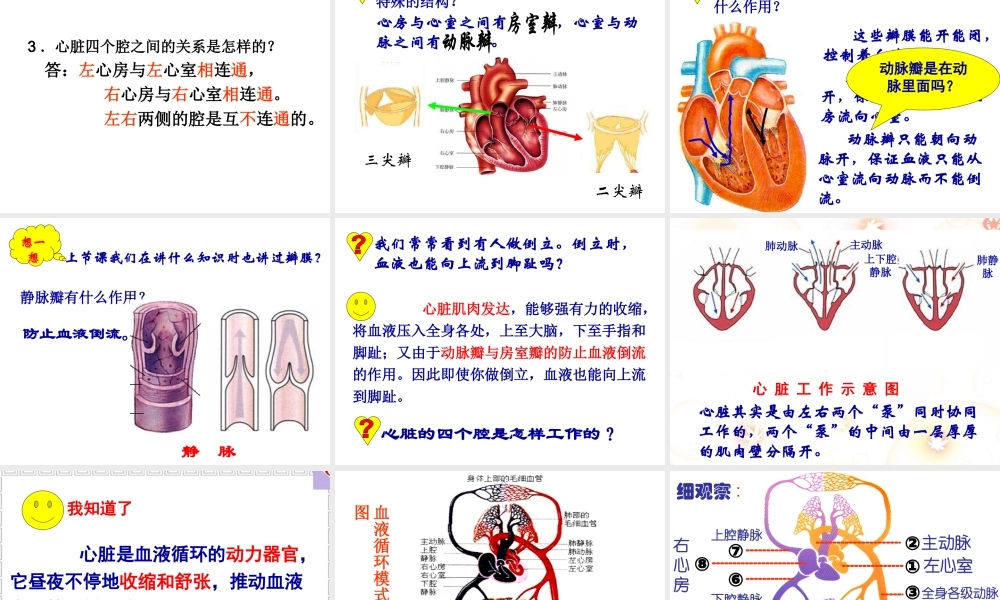 第三节__输送血液的泵心脏-.ppt