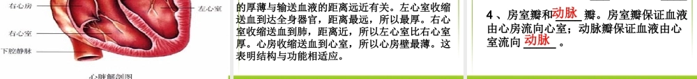 第三节_输送血液的泵-心脏.ppt
