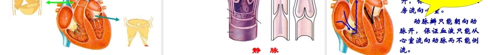 第三节_输送血液的泵——心脏1.ppt