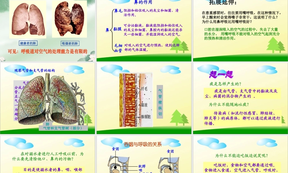 第三章人体的呼吸_第一节呼吸道对空气的处理.ppt