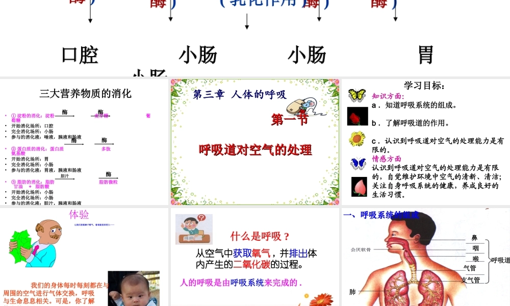 第三章第一节 呼吸道对空气的处理(最新人教版).ppt