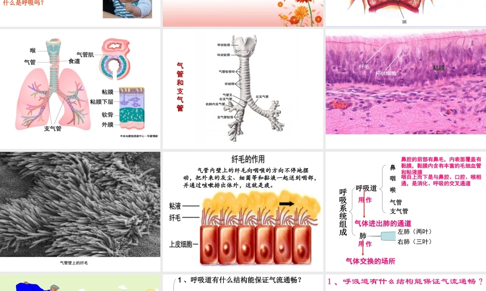 第三章第一节 呼吸道对空气的处理(最新人教版).ppt