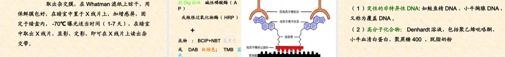 第十章 核酸分子杂交.ppt