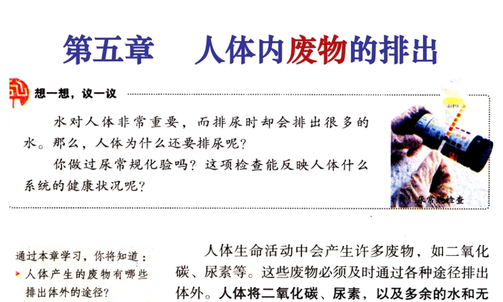 第五章人体内废物的排出.ppt