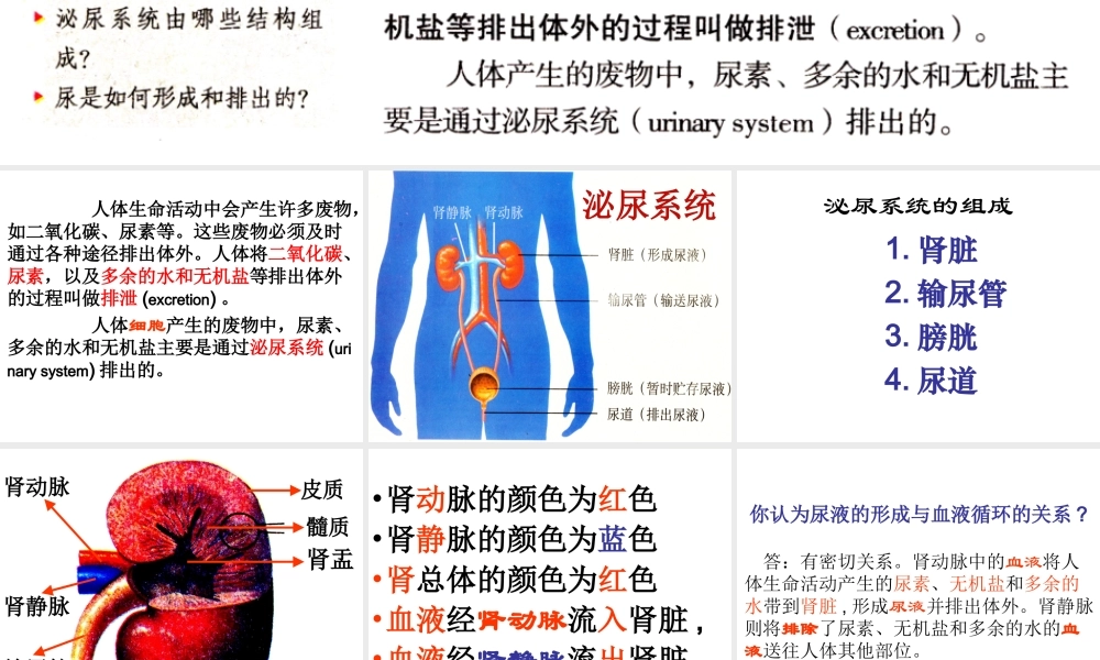第五章人体内废物的排出.ppt