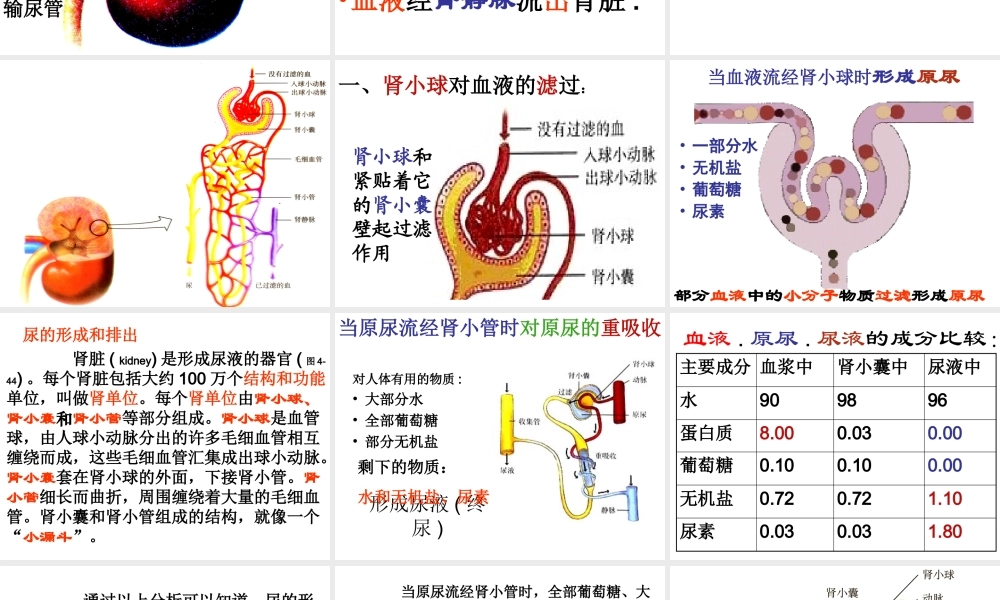 第五章人体内废物的排出.ppt
