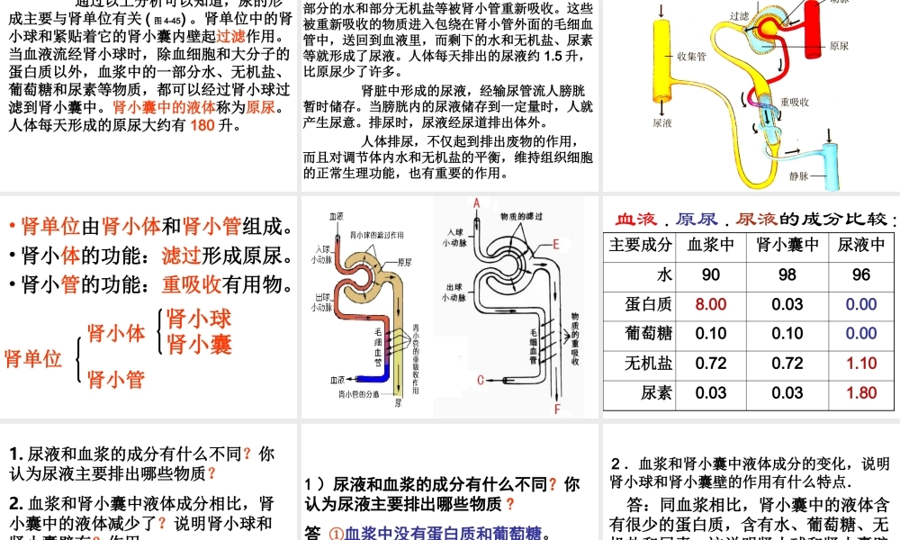 第五章人体内废物的排出.ppt