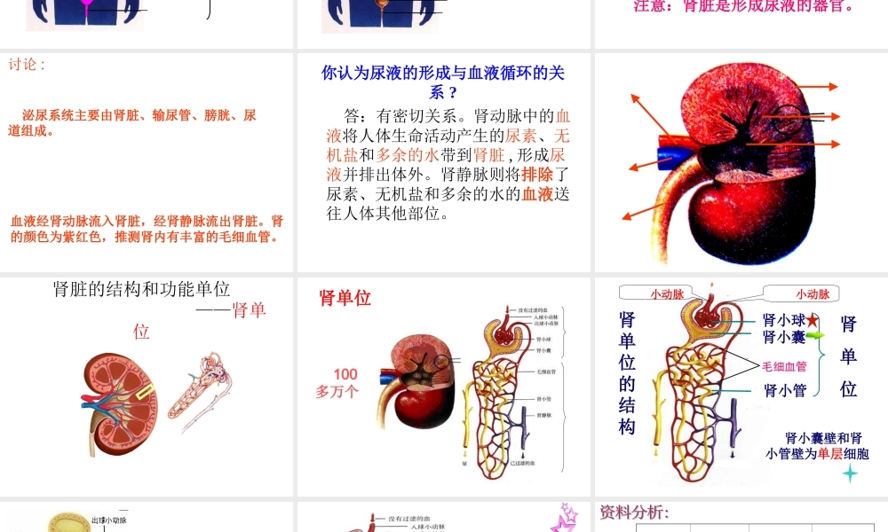 第五章人体内废物的排出.ppt