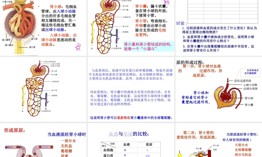 第五章人体内废物的排出.ppt