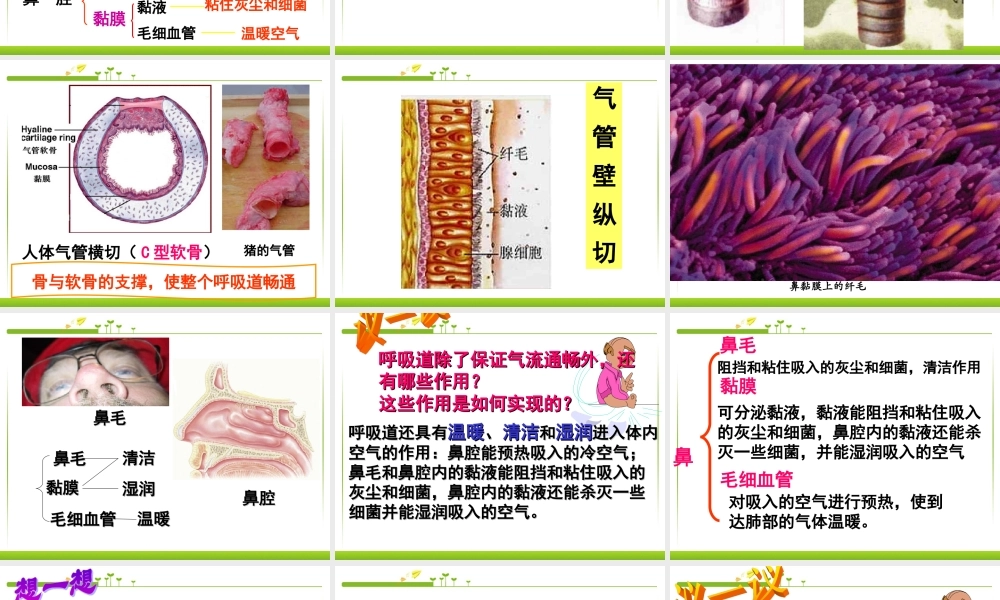 第一节呼吸道对空气的处理).ppt