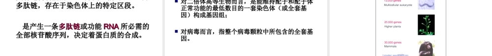 核酸基因组.ppt