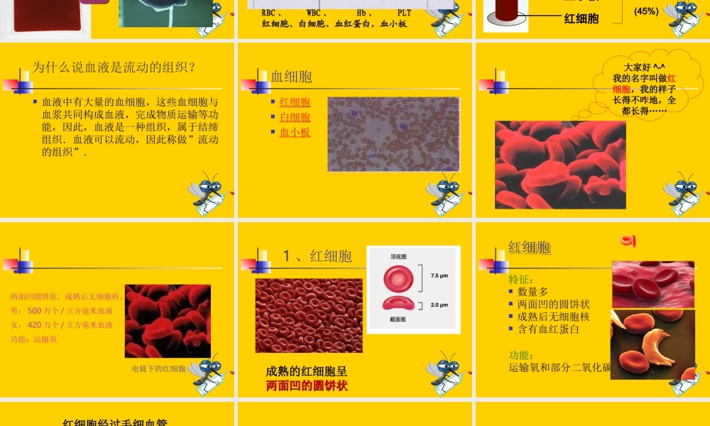 流动的组织——血液.ppt