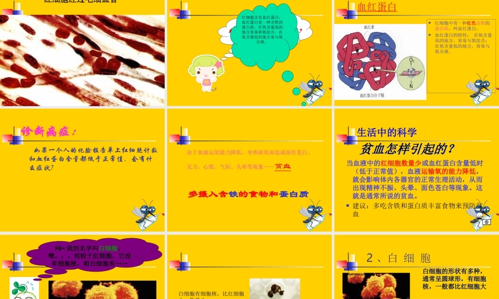 流动的组织——血液.ppt