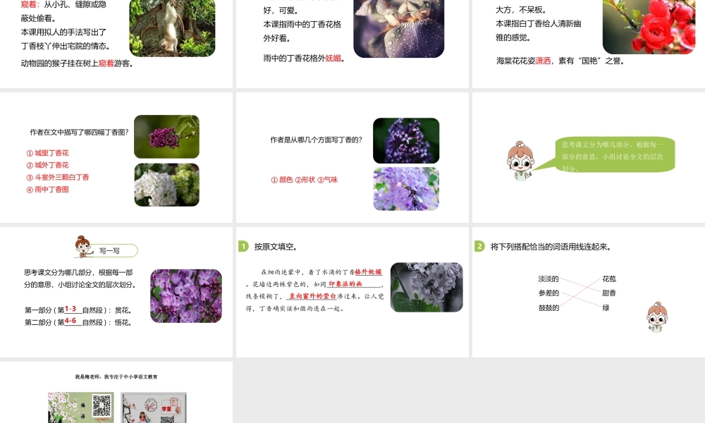 六年级上册语文课件-第1单元2《丁香结》课时1 人教部编版 (共19张PPT).ppt