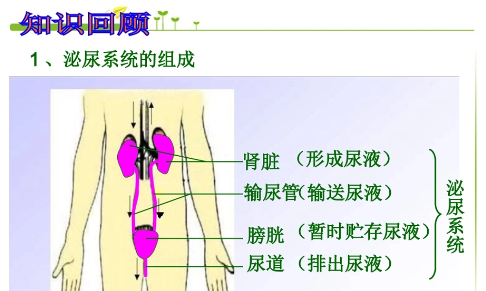 七年级生物下册 第六章 第一节 人体对外界的感知(眼和视觉)课件 新人教版.ppt