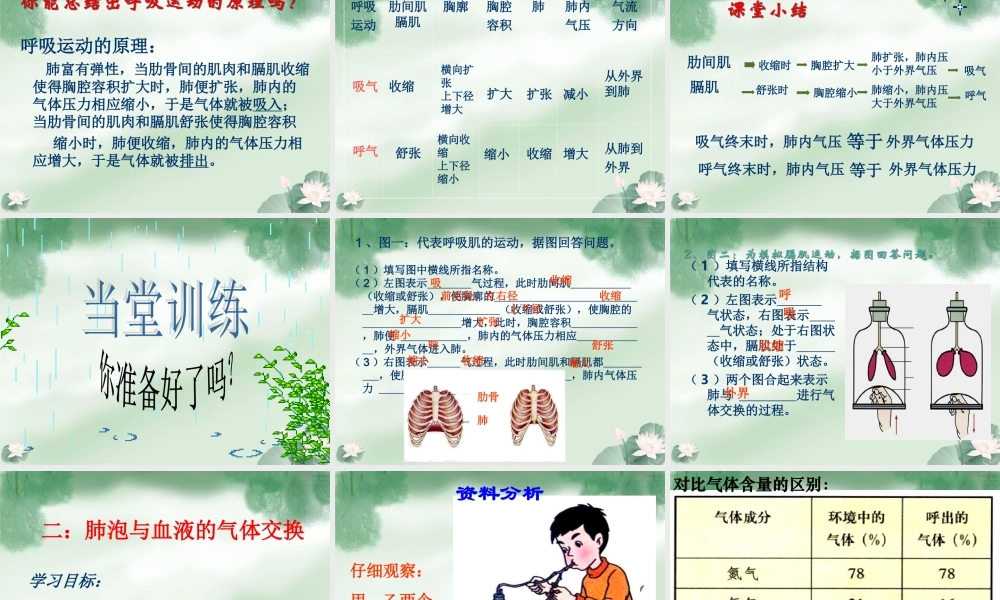 七年级生物下册 3.2 发生在肺内的气体交换课件人教版.ppt