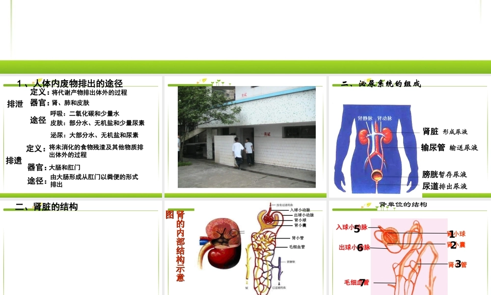 七年级生物人体内废物的排出.ppt
