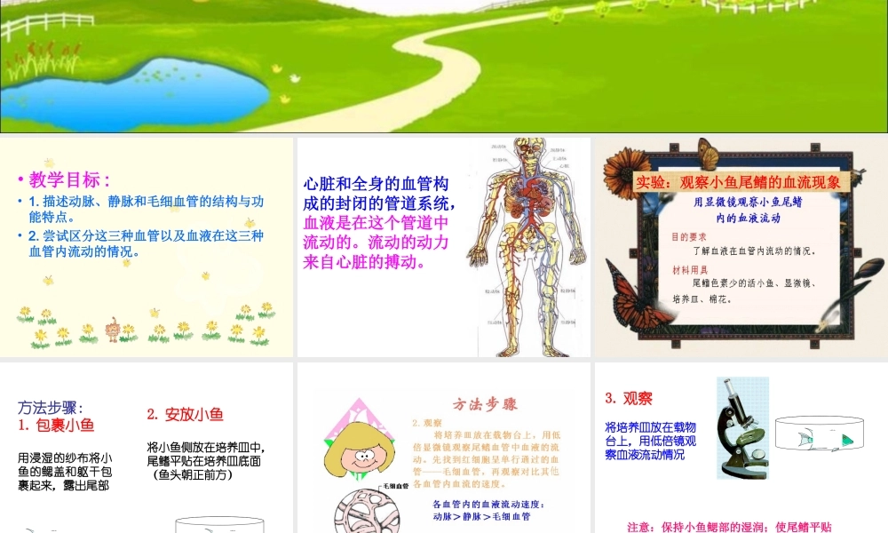 七年级生物第二节_血流的管道_血管课件人教版.ppt