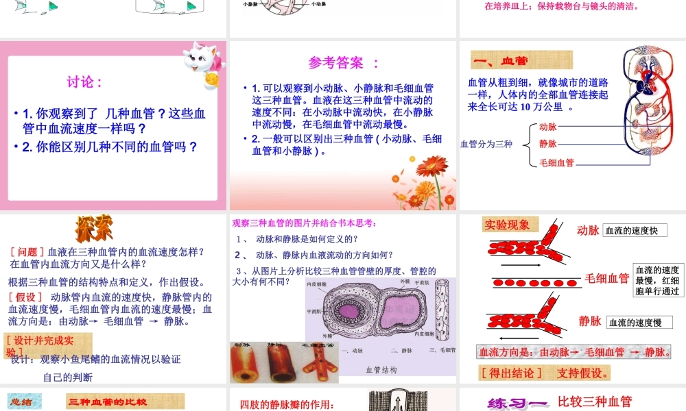 七年级生物第二节_血流的管道_血管课件人教版.ppt