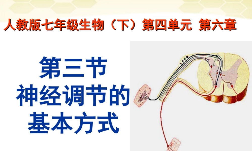 七年级生物下册_6.3神经调节的基本方式课件_人教新课标版.ppt