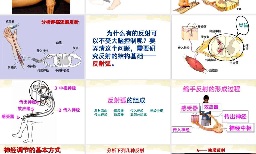 七年级生物下册_6.3神经调节的基本方式课件_人教新课标版.ppt