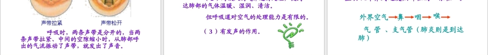 七年级生物下册第二章第一节__呼吸道对空气的处理.ppt