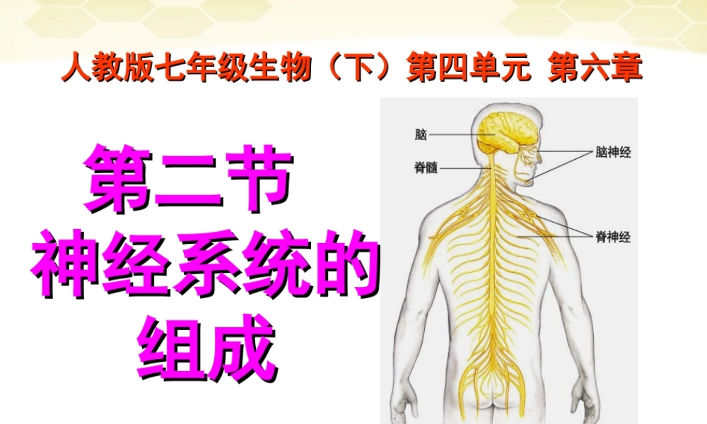 七年级生物下册_神经系统的组成课件__人教新课标版.ppt