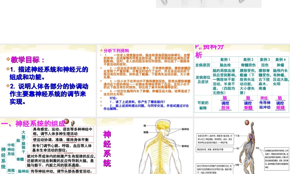 七年级生物下册_神经系统的组成课件__人教新课标版.ppt